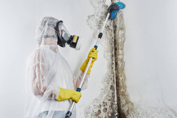 Best Kitchen Mold Remediation in Sedgwick, KS